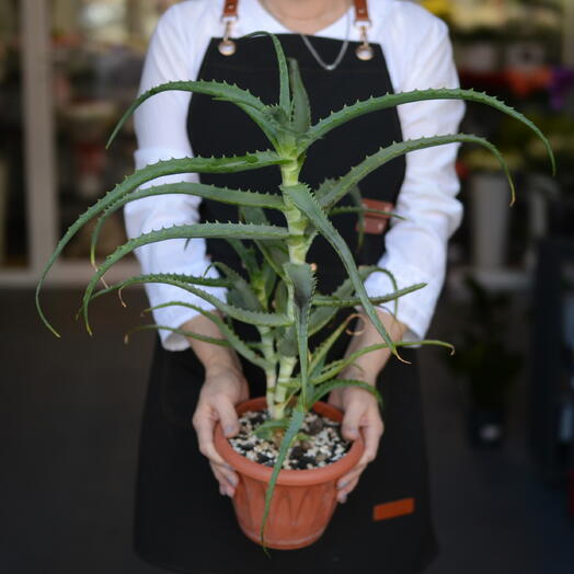 Алоэ древовидное (Aloe arborescens), столетник