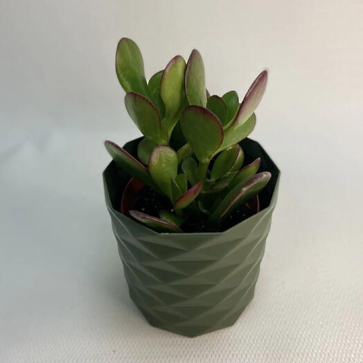 Крассула аргентея / Crassula argentea