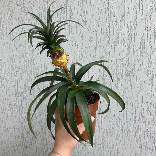 Ананас в горшке