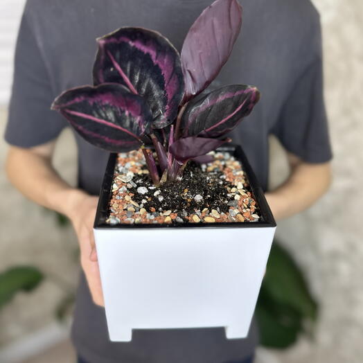 Калатея в кашпо🌿