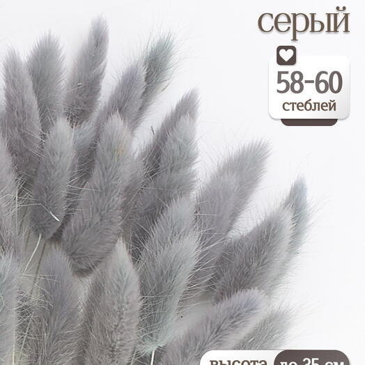 Лагурус серый 60 шт. Высший сорт. Высота 25-35 см М235