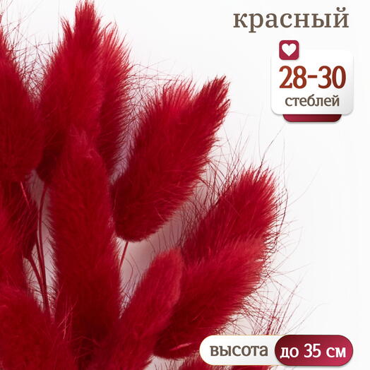 Лагурус красный 30 шт. Высший сорт. Высота 25-35 см М477