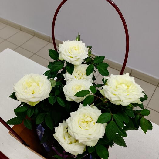 Роза Кордана в сумочке