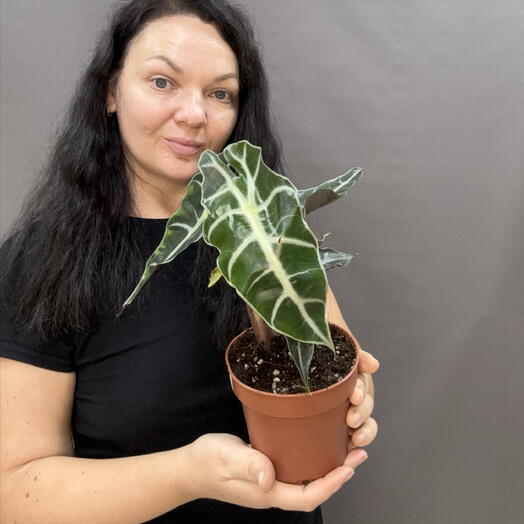 Алоказия Полли(Alocasia Polly)эффектное декоративно‑лиственное растение,которое становится главным акцентом в интерьере