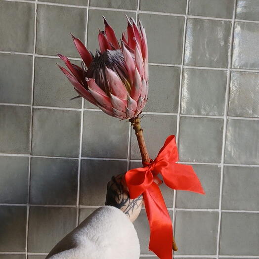 Протея с бантом