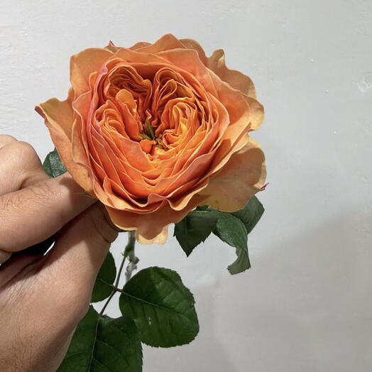 Роза мандарина 🧡