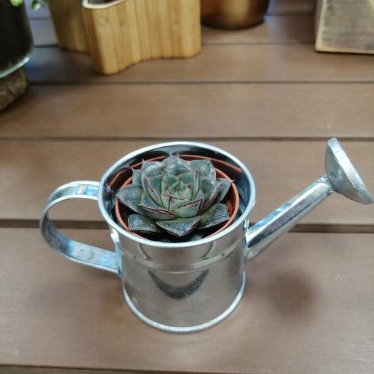 Echeveria in pots