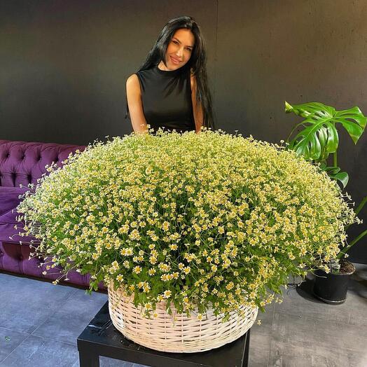 Basket with flowers