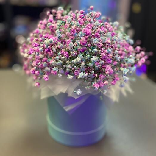 Gypsophila en Caja