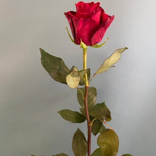 Rosa Holandesa