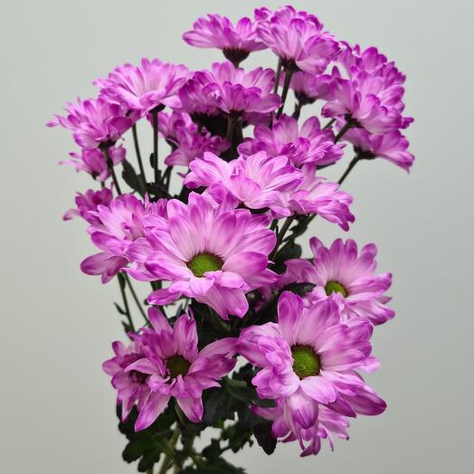 Chrysanthemum bush bacardi mix