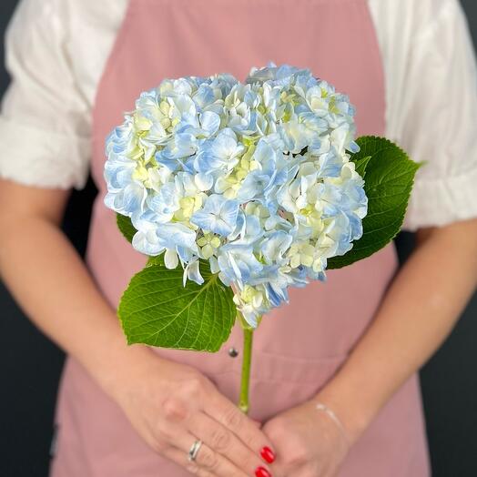 Hortensia Azul