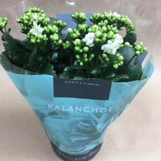 Комнатное растение «Белое каланхоэ»