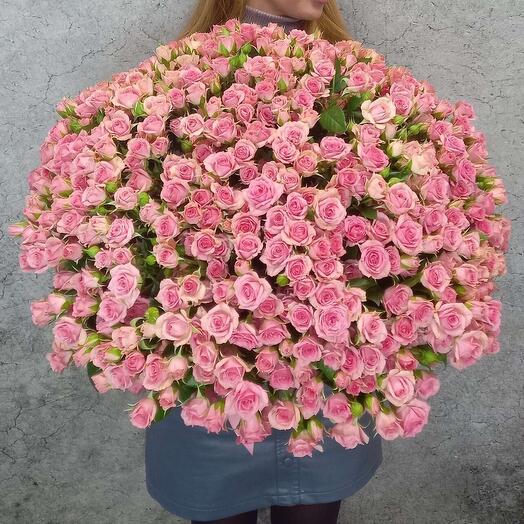 101 bush pink roses