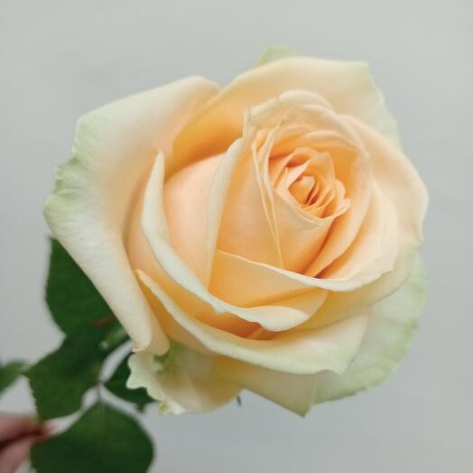 Rosa varietal Peach Avalanche