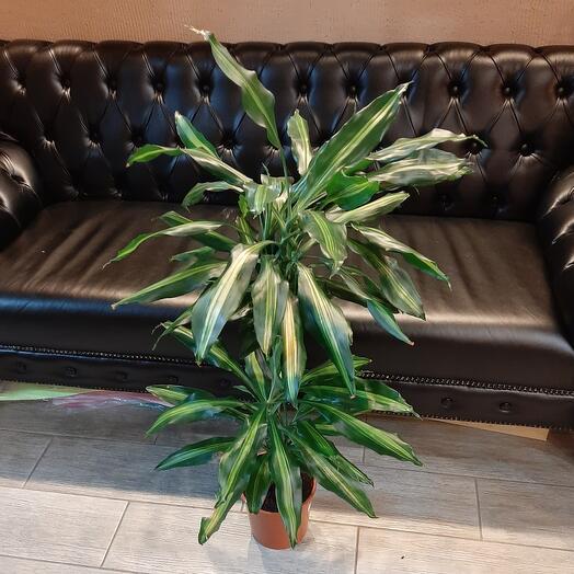 Драцена Центров  2 ствола 120см