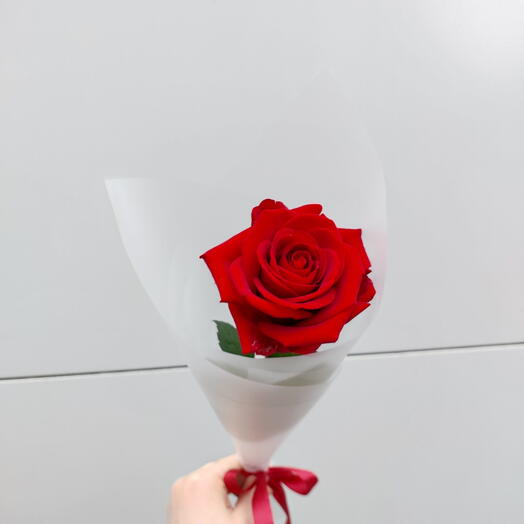 Fragrant Dutch rose 60 cm
