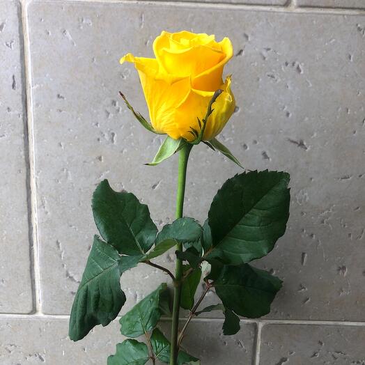 Роза 🌹 желтая