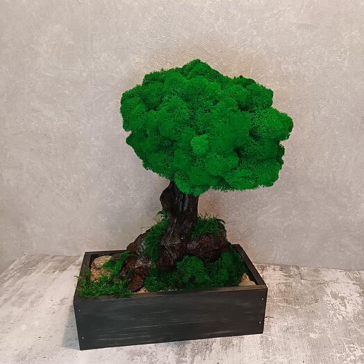Топиарий в стиле "Бонсай"