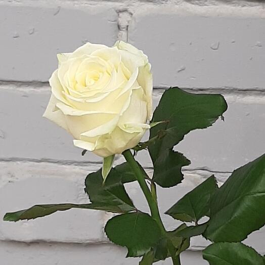 Rosa blanca