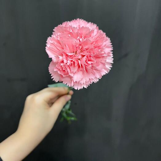 Clavel rosa 50 cm