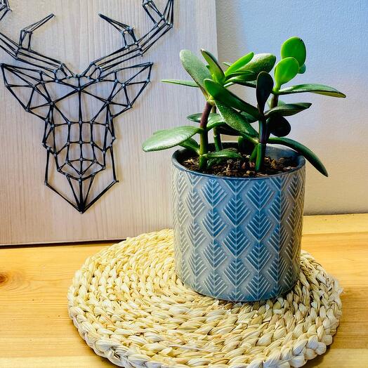 Комнатное растение. Крассула мини