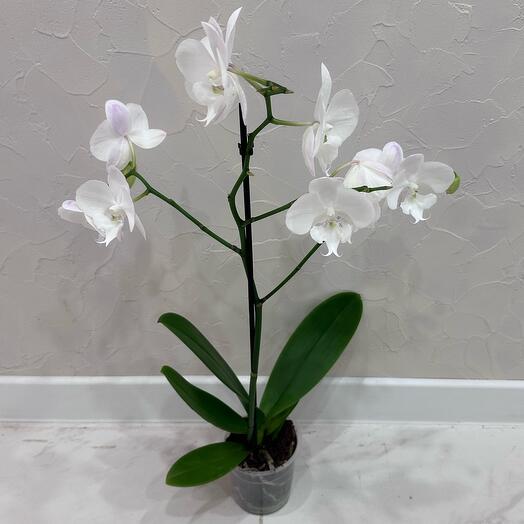 Фаленопсис белый биглип Manta Gili  White (отцвел)