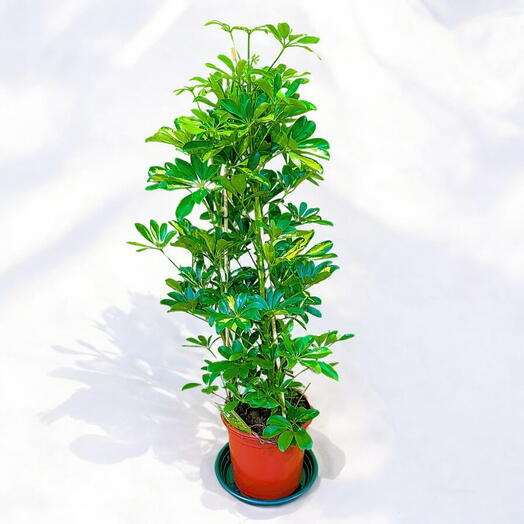 SCHEFFLERA GOLD CAPELLA Indoor plant