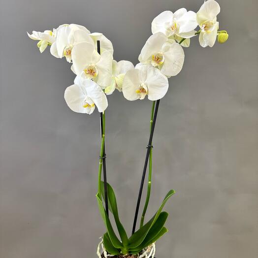 Фаленопсис 2 ств