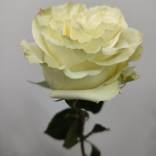 Роза Мондиаль