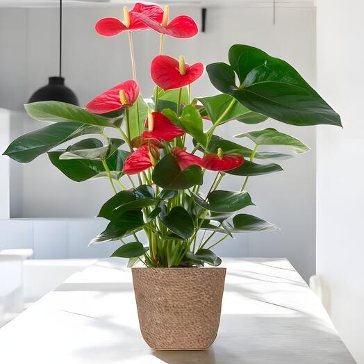 Planta de anthurium