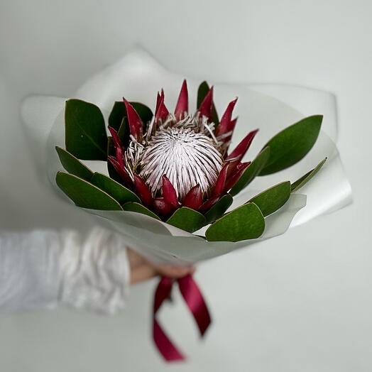 Protea