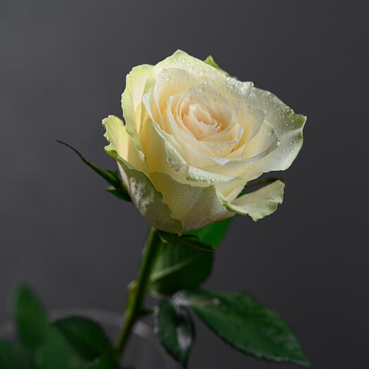 Cream Rose-0714