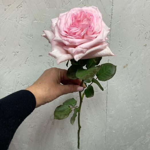 Знаменитые охара (пинк экспрешен на данный момент) пионовидная ,ароматная Роза Эквадорская