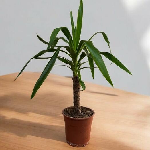 Yucca over