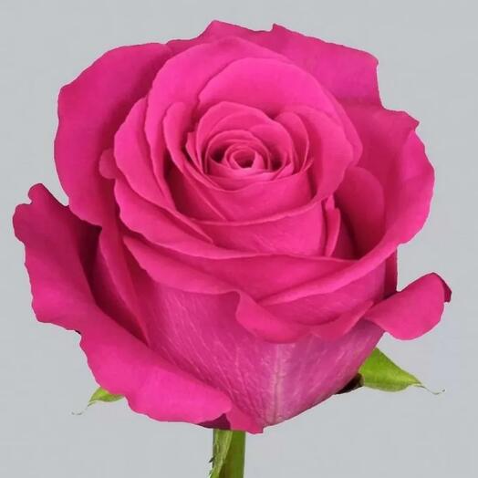 Роза Розовая 60 см
