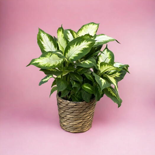 Dieffenbachia Plants