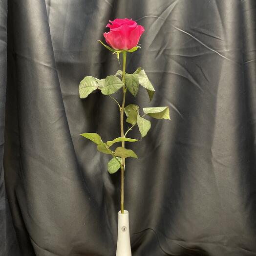 Rosa Pink Floyd