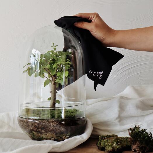 Ligustrum Shell Florarium / HEIS Ecosystem