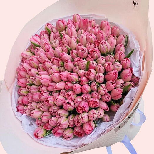 150 Lovely Pink Tulips