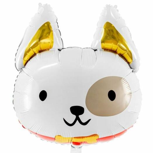 Dog balloon with helium