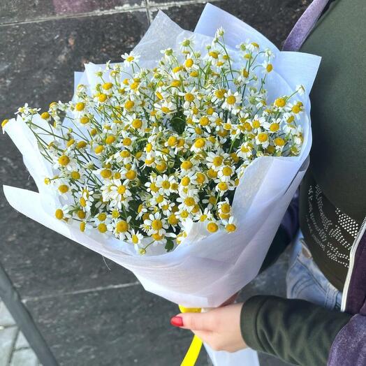 Танацетум - мини ромашки в белой упаковке