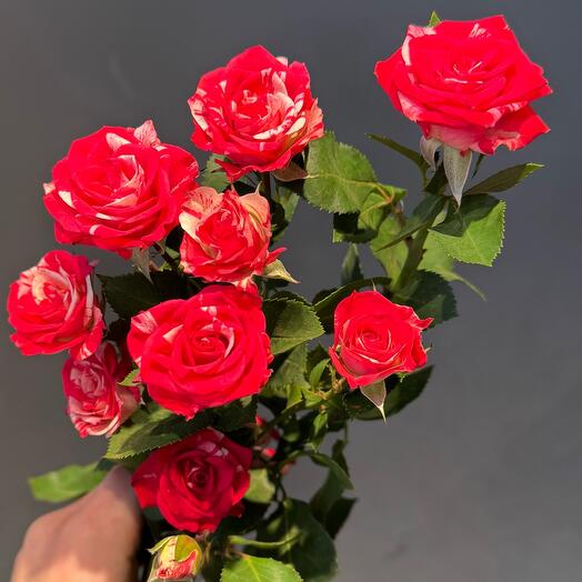 Кустовая Роза