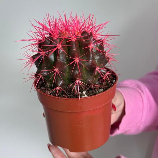 Эхинокактус розовый