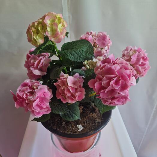 Цветущая розовая крупнолистная гортензия Frou frou