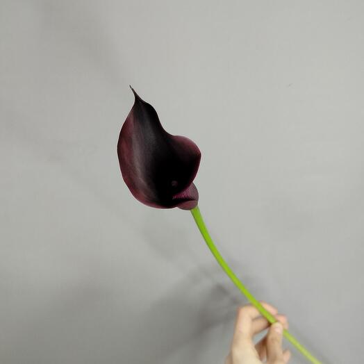 Calla negra