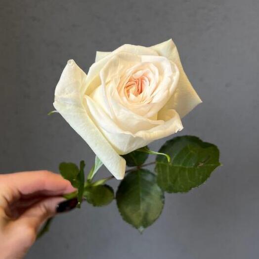 Роза White Ohara