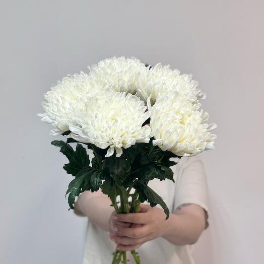 5 одноголовых хризантем