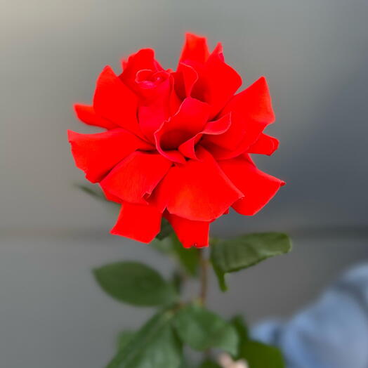 Французская роза