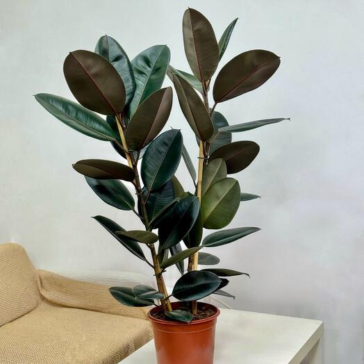 Фикус Эластика Абиджан 24/115